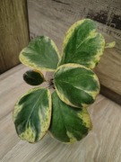 Hoya Kerri spot margin rosnąca 