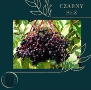 Suszone owoce czarnego bzu 50g