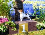 Szczeniak Jack Russell Terrier ZKwP/FCI Zielona Góra