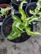 Zestaw 10 sztuk Funkia Hosta 'Undulata' – piękna bylina do cienia! 
