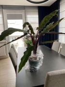 Kwiat Alocasia Lauterbachiana 80 cm 