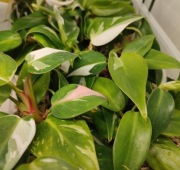 Philodendron White Princess - sadzonka