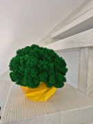 Nowy chrobotek w doniczce 3d ciemna zieleń 