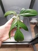 Philodendron Florida Beauty