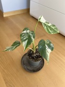 Monstera Variegata