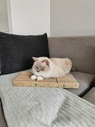 Drapak dla kota z kartonu 23x46cm