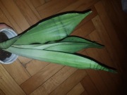 Sansevieria sansewieria trifasciata Moonshine 