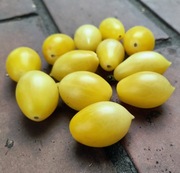 Pomidor Barry's Crazy Cherry megagroniasty nasiona kolekcjonerskie