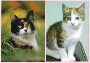 Urocze koty na 2 pocztówkach ( 6 )