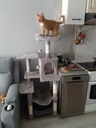 Wysoki drapak dla kota z hamakiem domkiem ilegowiskiem  na samej górze  .