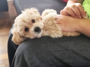 Maltipoo piesek F1 mama maltańczyk tata pudel toy 