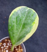 Hoya pachyclada albomarginata -  sadzonka ukorzeniona