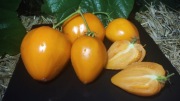 HEART OF ASHGABAD pomidor nasiona Kolekcjonerskie