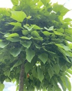 Katalpa Nana - odbiór osobisty