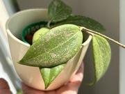 Hoya Wibergiae ,Cała Roślina. LIKWIDACJA KOLEKCJI