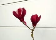 MAGNOLIA MARCH TILL FROST * DUŻY OKAZ * CUDO