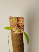 Restrepia trichoglossa 