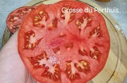 Pomidor Grosse du Perthuis . Wyborny smak! Top 2025