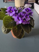 Fiołek afrykański Sępolia fiołkowa 