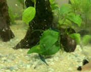 Krewetki Blue Velvet - pięknie wybarwione shrimpetki!