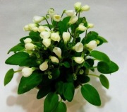 Fiołek afrykański Chantaspring