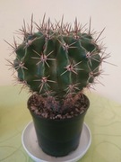 Echinopsis kaktus ładny 16cm