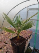 Waszyngtonia robusta