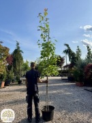 Acer rubrum Scanlon, Klon czerwony, kolumnowy,obwód 6-8, 8-10, 10-12cm