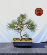 Sosna czarna materiał na Bonsai ok 50 cm w donicy
