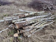 Drewno na opał brzoza gratis 