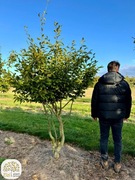 Carpinus betulus, Grab pospolity, 200-250, 300-350cm, wielopienny