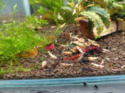 Krewetki caridina mixx 20szt