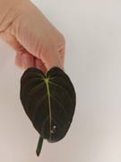 Filodendron melanochrysum 