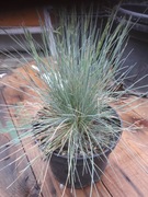 Kostrzewa Popielata, Kostrzewa sina