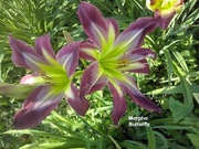 Liliowiec Morpho Butterfly 1-pędowa sadzonka