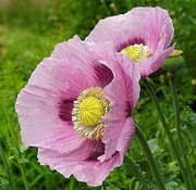 Mak ogrodowy jasnofioletowy 