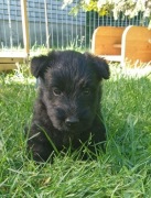 Terier szkocki piesek FCI