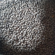 Łubin gorzki niebieski