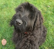 Szczeniak rasy Sznaucer Olbrzym szuka nowych domów!