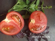 HONEY MOON nasiona kolekcjonerskie