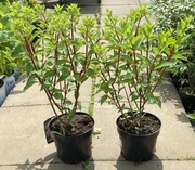 Hortensja Petite Flori