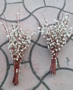 Bazie, kotki, wierzbowe kotki, wielkanoc