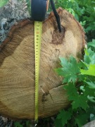 Sprzedam Kłody dębu