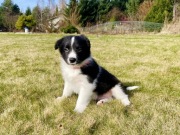 Border collie szczenię ZKwP FCI