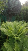 Paproć wielkość jak na zdjęciu