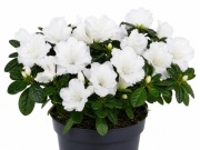 Azalia Panda sadzonka w doniczce p11
