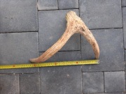 Zrzut łosia poroże rogi gryzak dla psa 