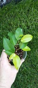Ficus fikus Benjamina Esther 