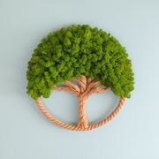 Drzewko Szczęścia  Mech Chrobotek, oryginalny prezent na każdą okazję 50cm