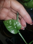 Epipremnum pinnatum pinatum Taiwan cięty szczyt 